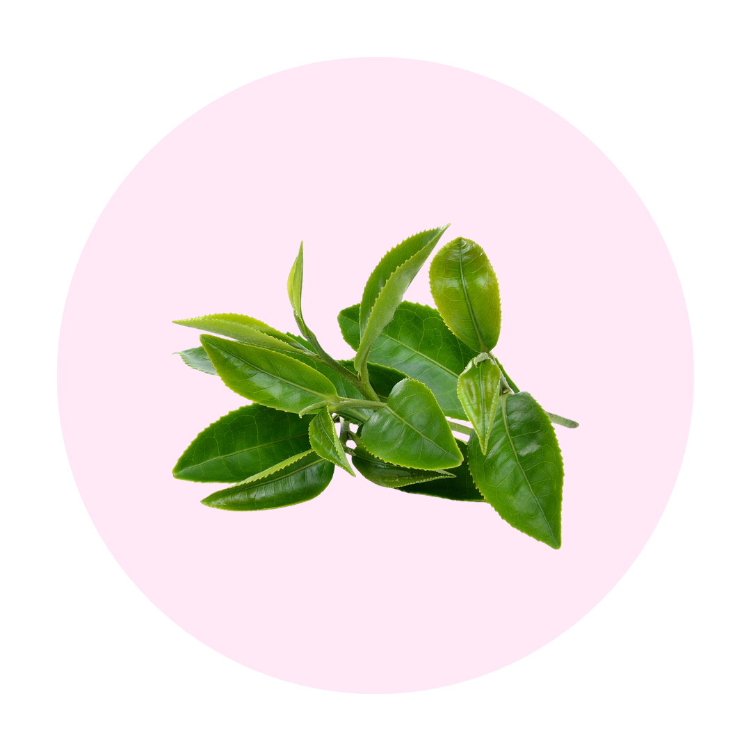 Manibel